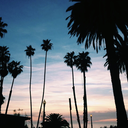 mermaid-champagne avatar