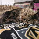 mermaiddaydreaming avatar