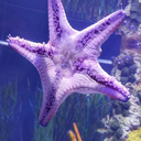 mermaidmondayz avatar