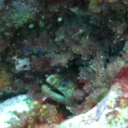 mermaidsaretrans avatar