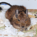 merry-snowman avatar