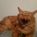 merry-wanderer-of-the-night avatar