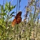 merryberrie22 avatar