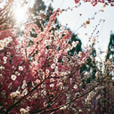 mesophilobacter avatar