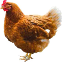 mesosphere-cloud avatar