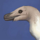 mesozoicbirds avatar