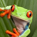 messagesfromthefrog avatar