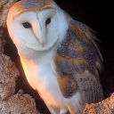 messengerwithwings avatar