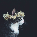 messsy-princess avatar