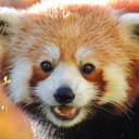 metalsdigger100 avatar