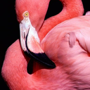 metamorfosi-di-narciso avatar