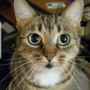 metamorphmigus avatar