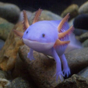 metaphysical-puddle avatar