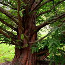 metasequoiax avatar