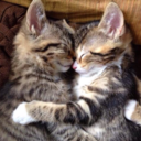 metaversarian avatar