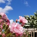 meticulouswreck avatar