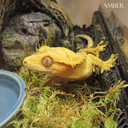 metropolisreptiles avatar