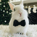 meucaos-world avatar