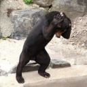 mewmewcoconut avatar