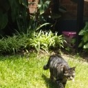 meyamoadriytu avatar