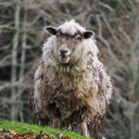 mhen-photography avatar