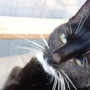 mia-the-weirdo avatar