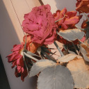 miaphillips112 avatar