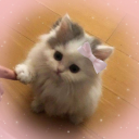 miau-meow-miau avatar