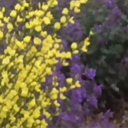 micaceous996-blog avatar