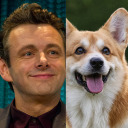 michaelsheen-welshcorgi avatar