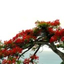 michelle--harrison avatar