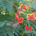 michellesenegal avatar