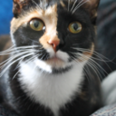 michellevirdee avatar