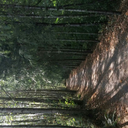 mickeymouse-911 avatar