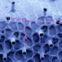 micro-universe avatar