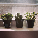 microaffections avatar