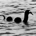 microwavebeeping avatar