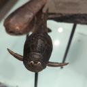 microwavesaferat avatar