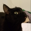 mid-student-hannah avatar