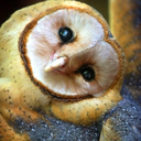 middlechildofhistory avatar