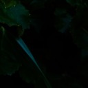 midnight-dianthus avatar