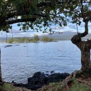 midnight-moon17 avatar