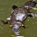 midnight-platypus avatar