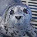 midnight-surgery avatar