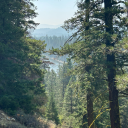 midnight-wood avatar