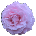 midnightandrose avatar