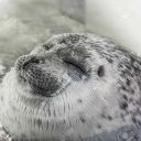 midnightchoir avatar