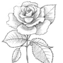 midnighthanni-blog avatar