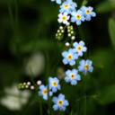 midnightluna123 avatar