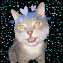 midnightrose0111 avatar